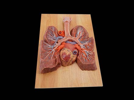 Posterior View of Anatomical Lung Model