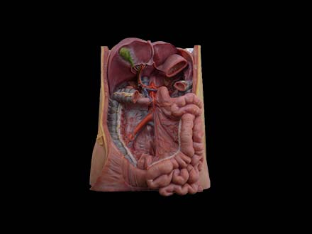 Coeliac Trunk Simulation Anatomical Model
