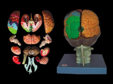 Model of brain 15 parts