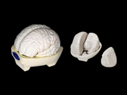 Model of brain 3 parts