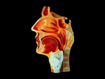 Median sagittal section of nasal cavity oral cavity and laryngeal cavity