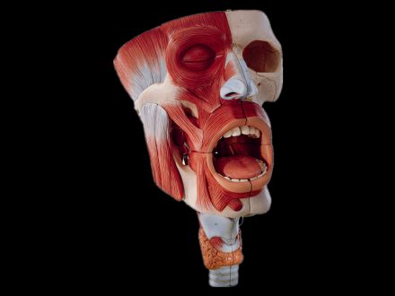 Nasal cavity, oral cavity, pharynx and laryngeal cavity model