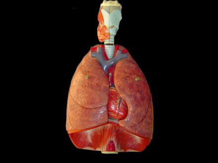 The heart, lungs, diaphragm and larynx model