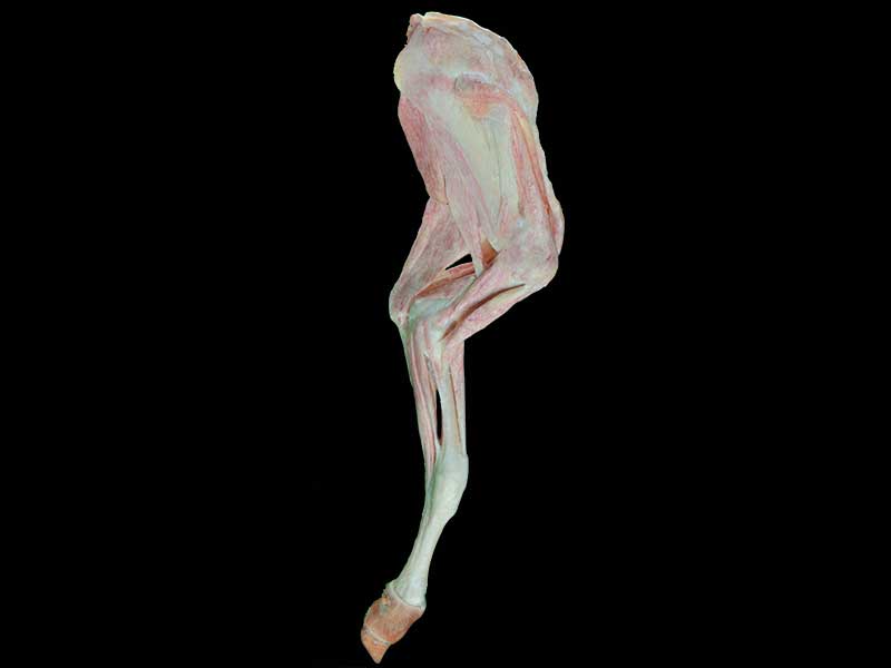 anterior limb muscle of cow plastinated specimen
