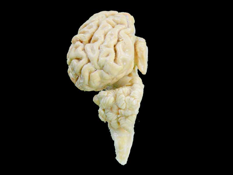 cattle  brain hemisphere specimen