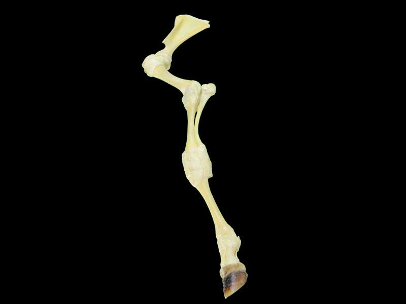 cattle anterior limb joint specimen