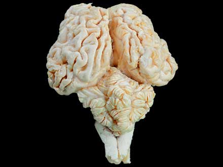 Cattle brain plastinated specimen