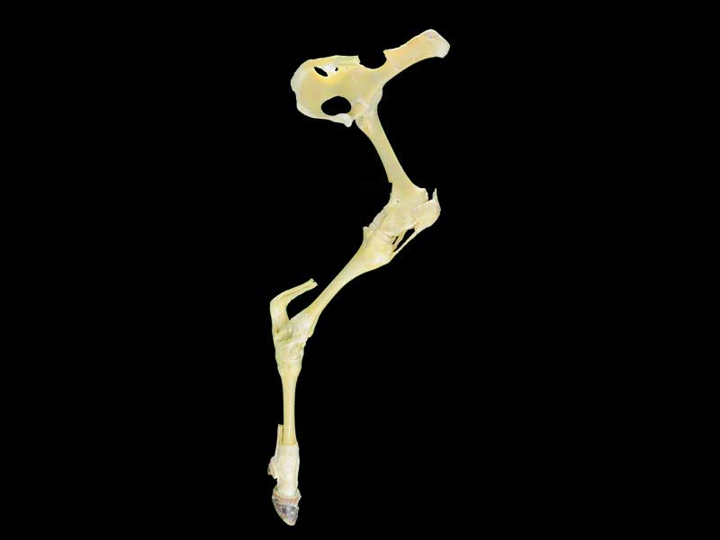 cattle hind limb joint specimen