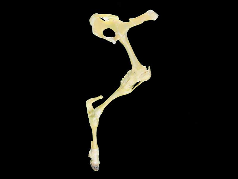 cattle posterior limb joint plastinated specimen