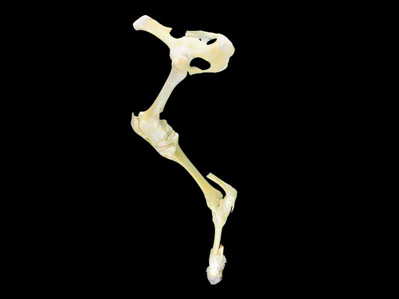cattle posterior limb joint specimen
