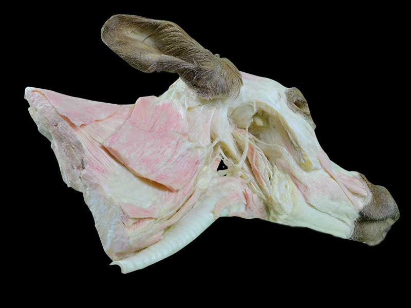 deep muscle of cow head and neck plastination