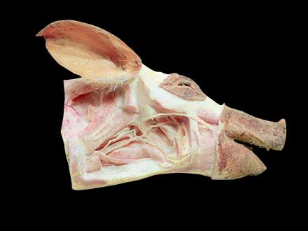Deep vessels and nerves of pig head plastinated specimen