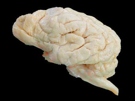 Dog brain plastinated specimen