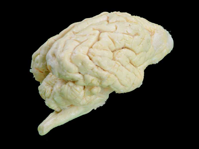 dog brain teaching specimen