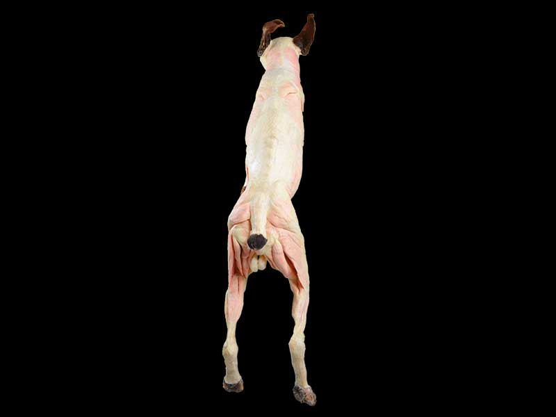 dog specimen