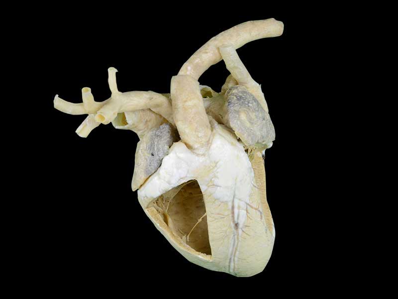 Heart cavity of cow plastination