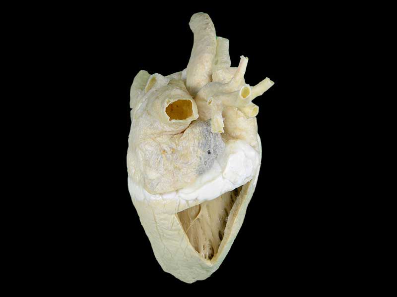 Heart cavity of cow