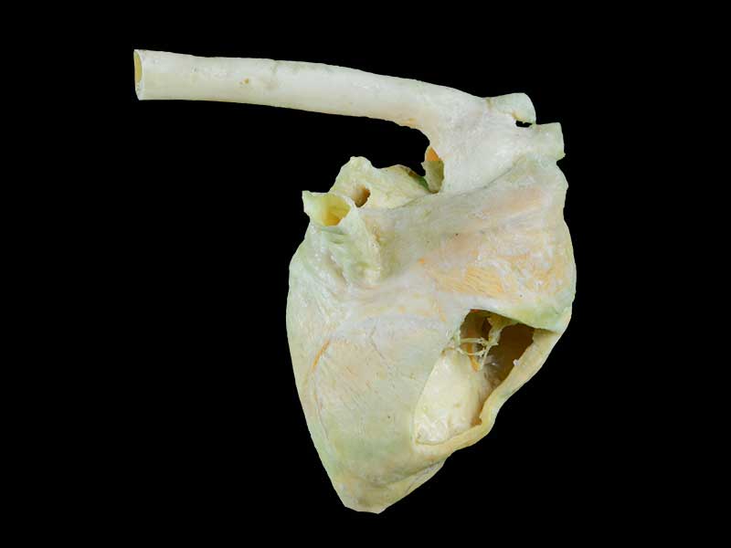 Heart cavity of pig plastination