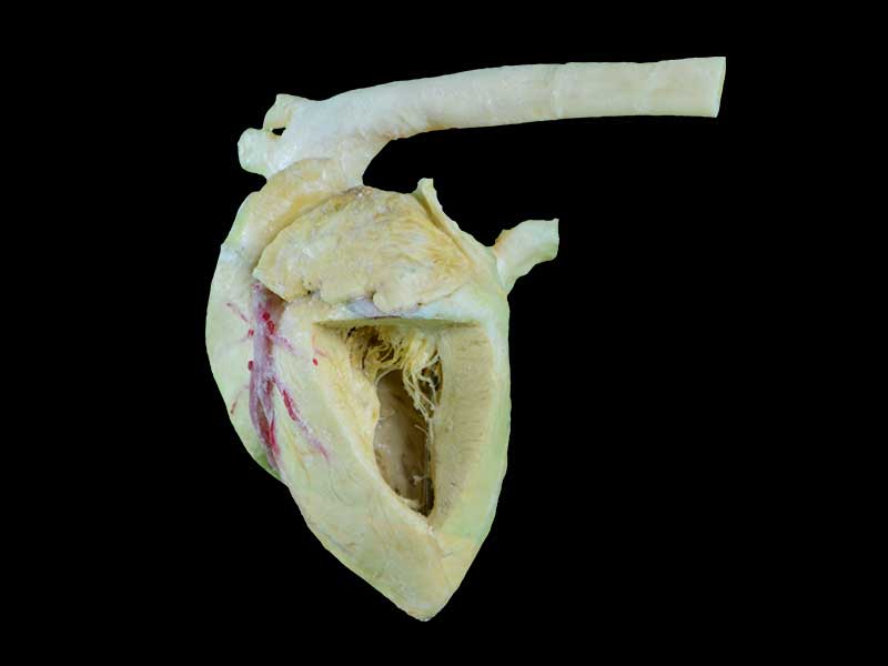 Heart cavity of pig