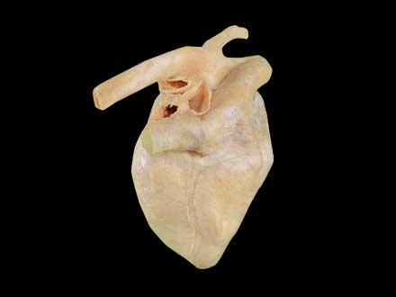 heart of pig plastinated specimen
