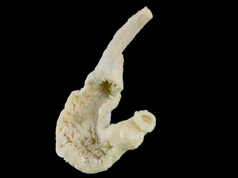 kidney mucosa of dog specimen