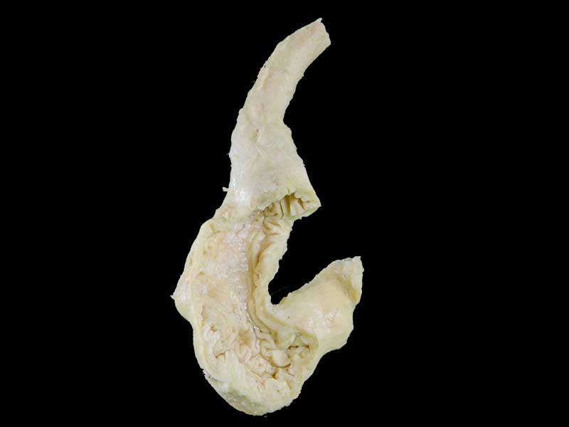 kidney mucosa of dog
