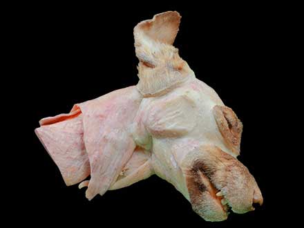Median sagittal section of dog head and neck plastination specimen
