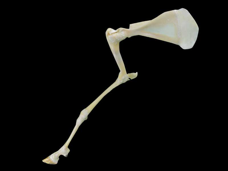 medical anterior limb joint of sheep specimen