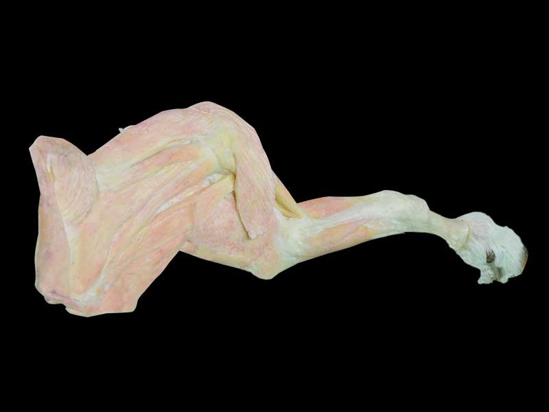 medical anterior limb muscle of sheep plastination
