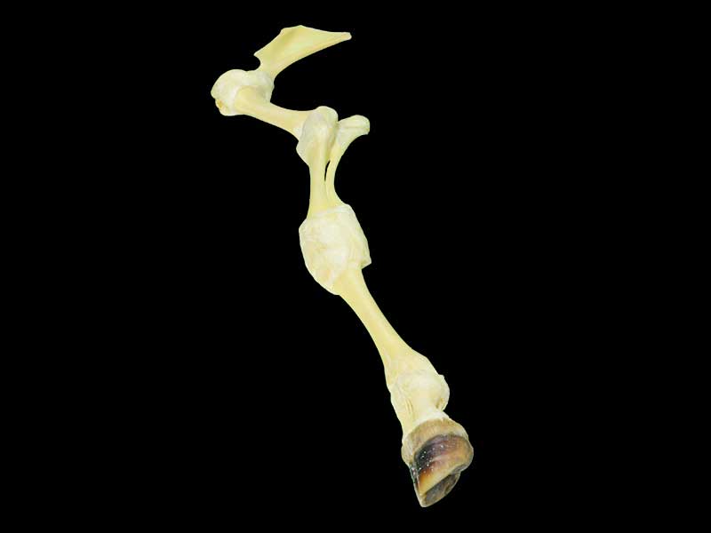 medical cattle anterior limb joint specimen
