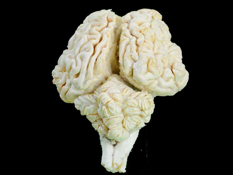 medical cattle brain specimen