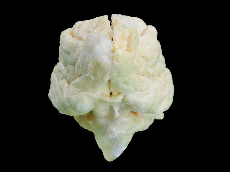 medical dog brain specimen