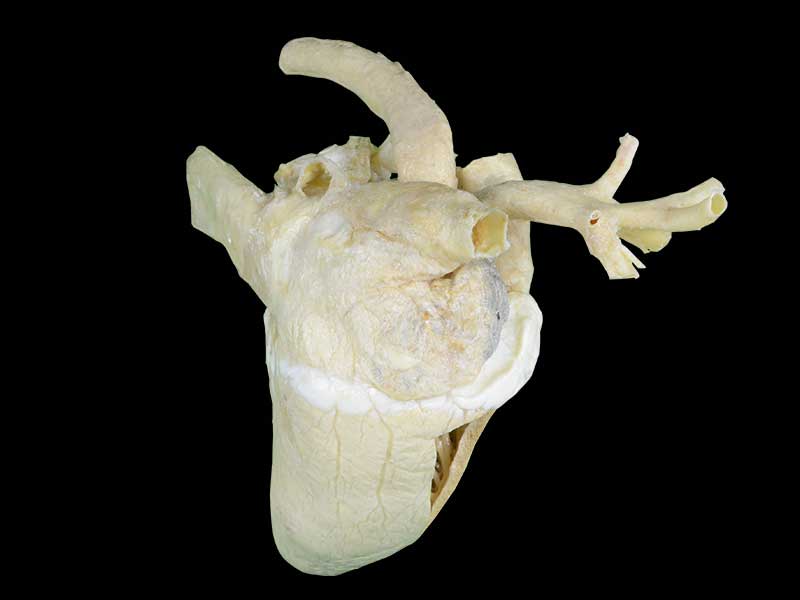 medical heart cavity of cow teaching specimen