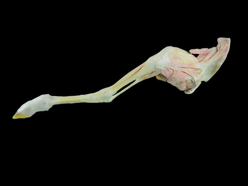 posterior limb muscle of sheep plastination