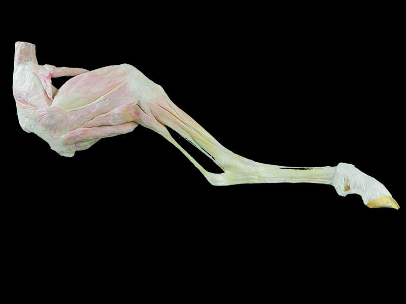 posterior limb muscle of sheep teaching specimen