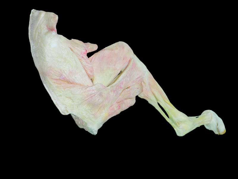 posterior limb muscle of sheep