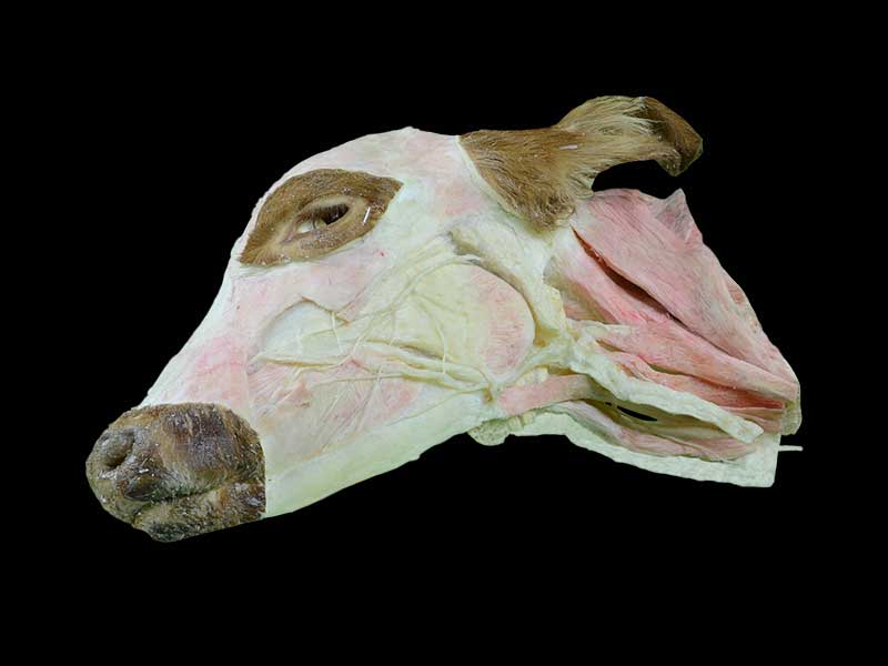 superficial muscle of cow head and neck plastinated specimen