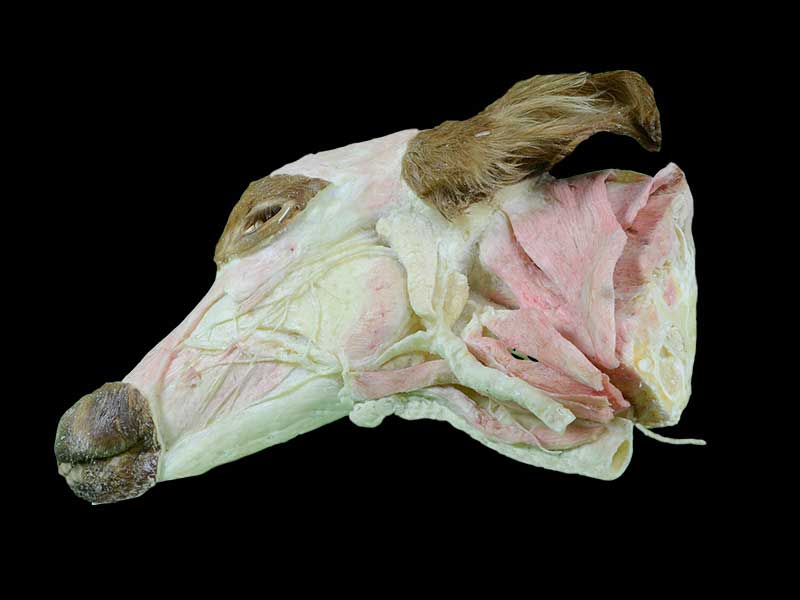 superficial muscle of cow head and neck specimen