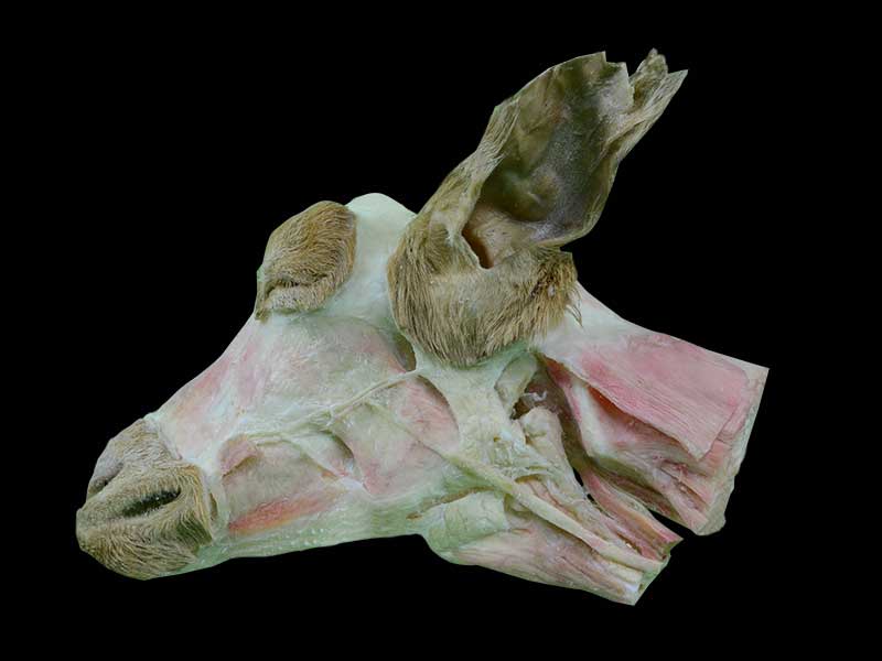 superficial muscle of sheep head and neck plastinated specimen