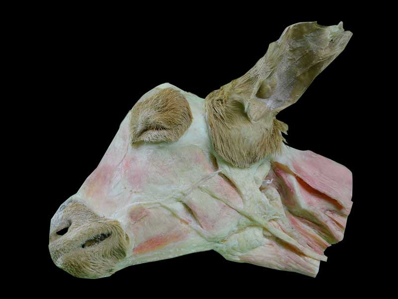 superficial muscle of sheep head and neck teaching specimen
