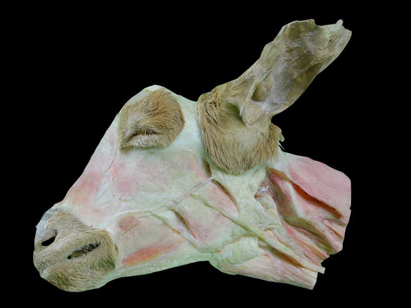 superficial muscle of sheep head and neck