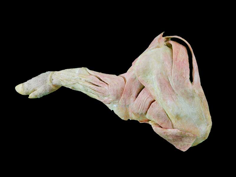 The anatomy of pig foreleg muscle plastination specimen