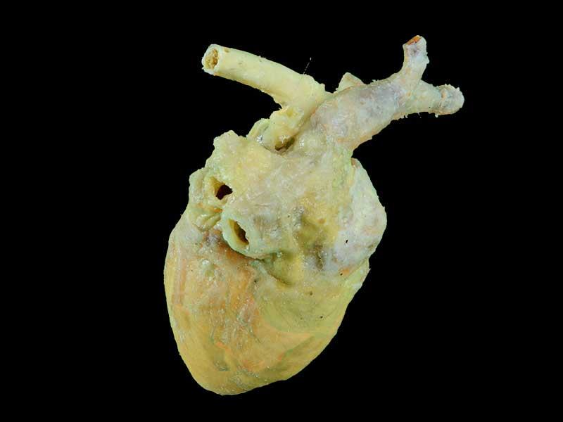 The anatomy of sheep cardiovascular plastinated specimen