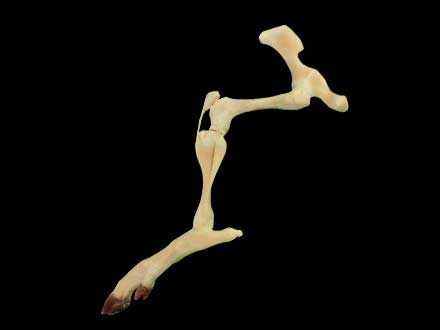 The joint of pig hind legs plastinated specimen