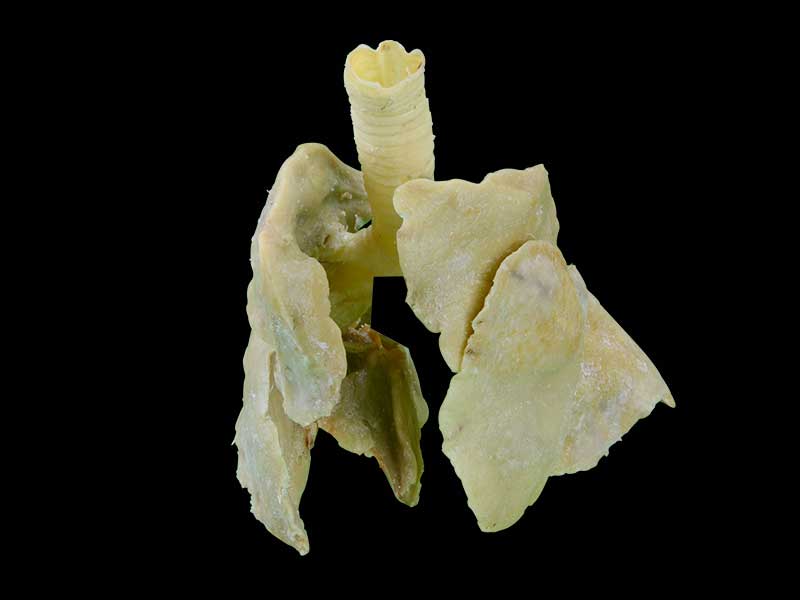 The lung of dog plastination specimen