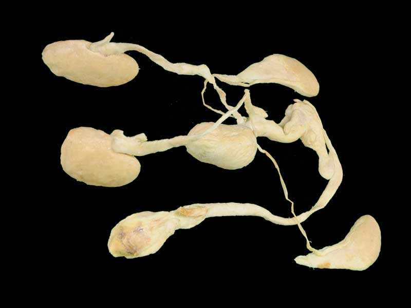 The urogenital system of pig animal specimen