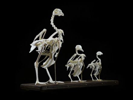 Hen skeleton specimens 