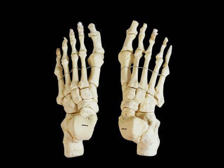 bones of foot skeleton model ( real human skeleton ) 