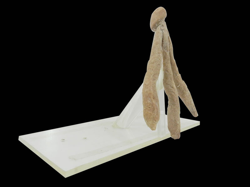 Cavernosum penis plastinated specimens,atonamical model,medical