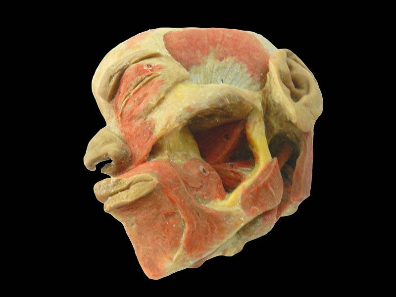 muscles of mastication